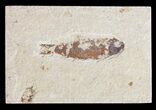 Bargain, Cretaceous Fossil Fish - Lebanon #53925-1